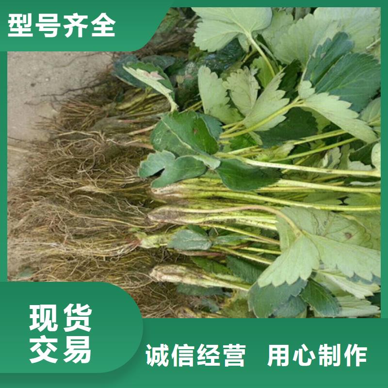 宾川红颜草莓苗产品介绍主推产品