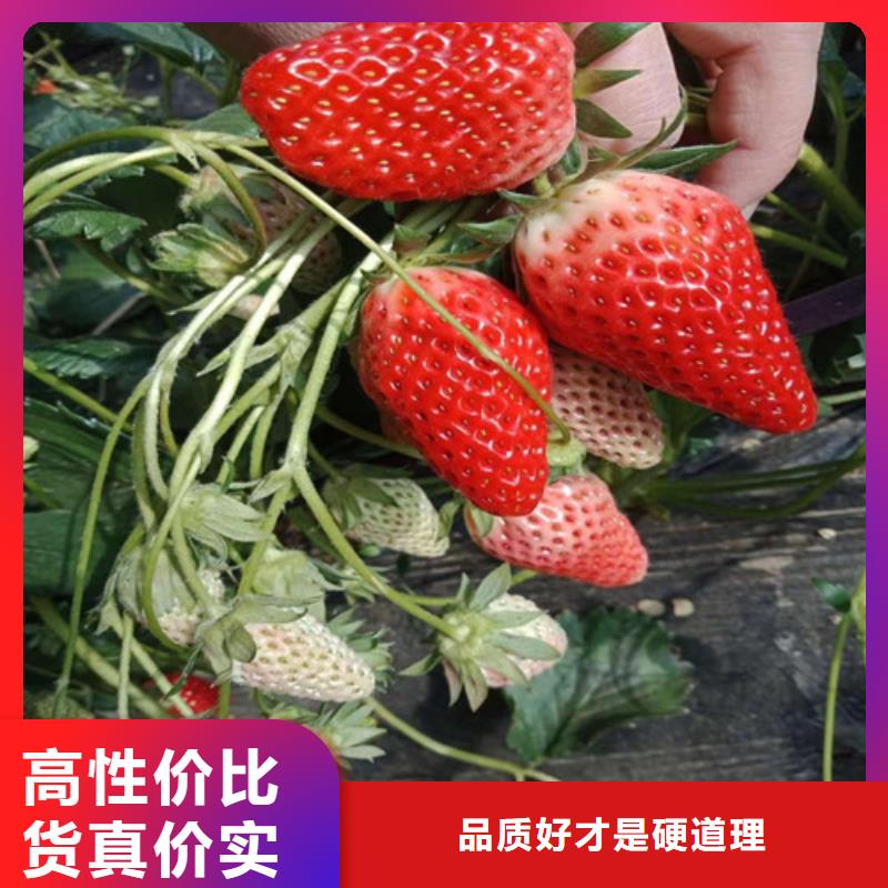 一年生妙香7号草莓苗，妙香7号草莓苗价格多少同城厂家
