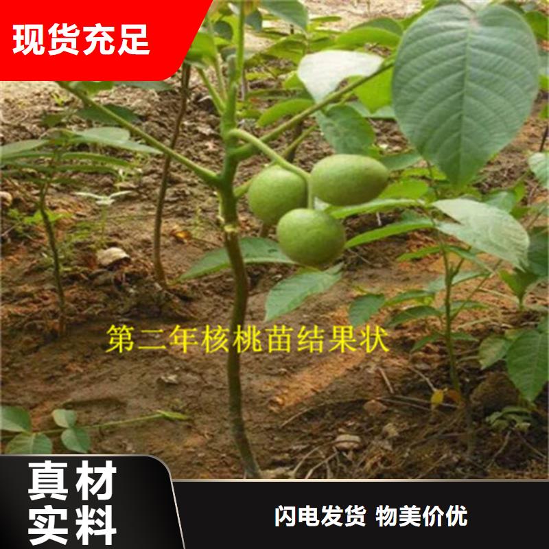 核桃树苗适应土地价格低