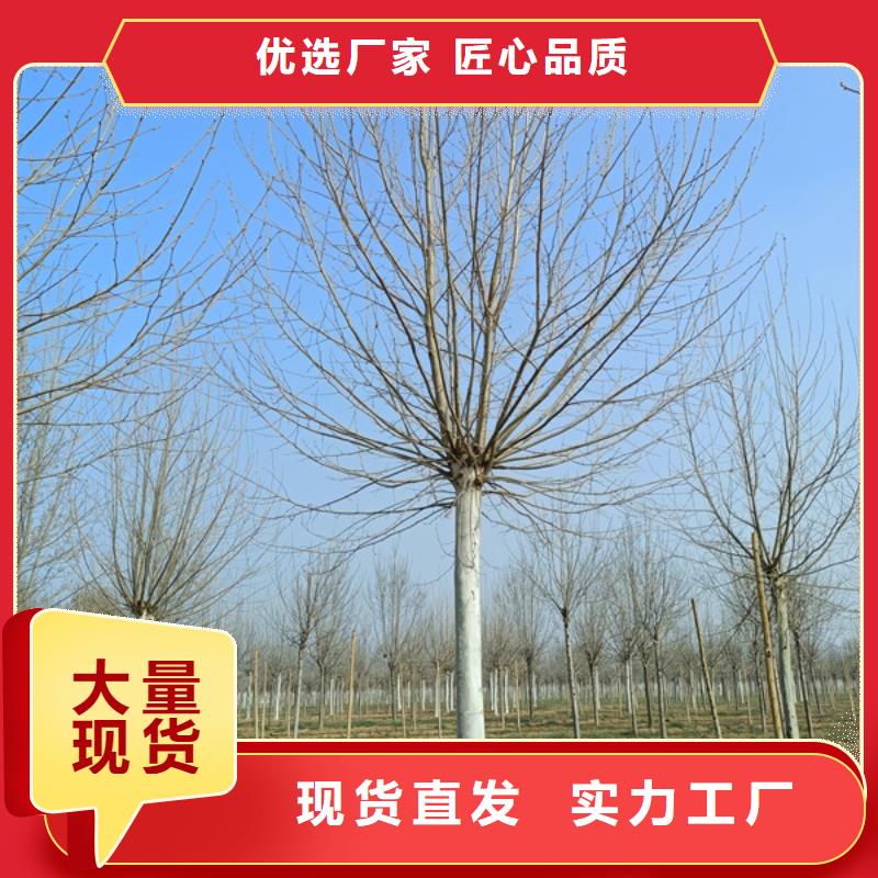 造型法桐欢迎电询法桐同城制造商