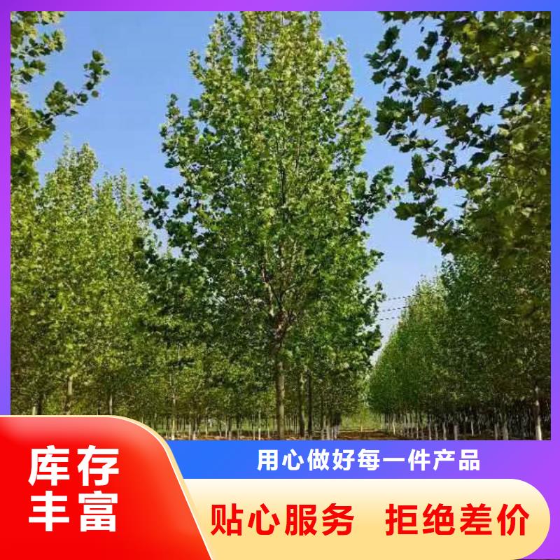 法桐放心选择法桐基地实拍展现