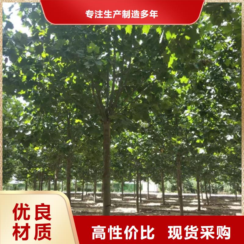 12公分法桐质量放心法桐专业生产团队