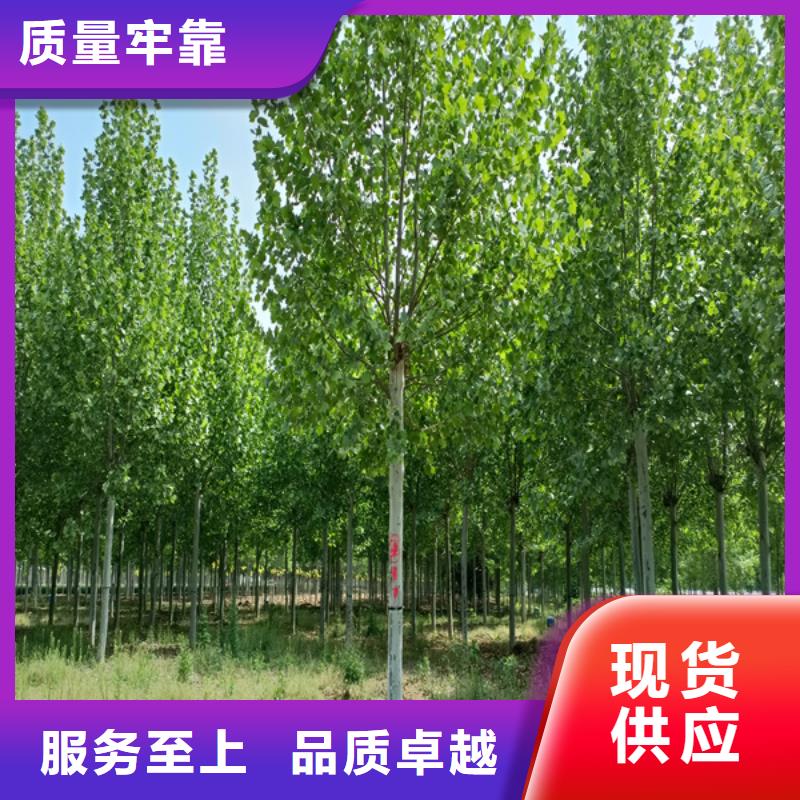 造型法桐质量放心法桐今年新款