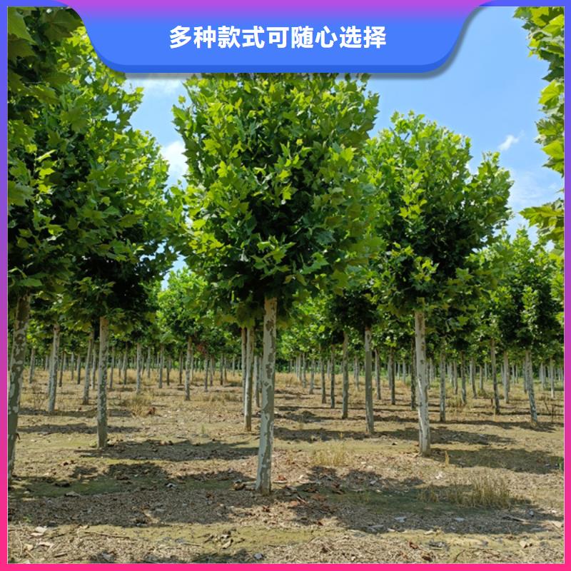 12公分法桐价格欢迎订购法桐工艺成熟
