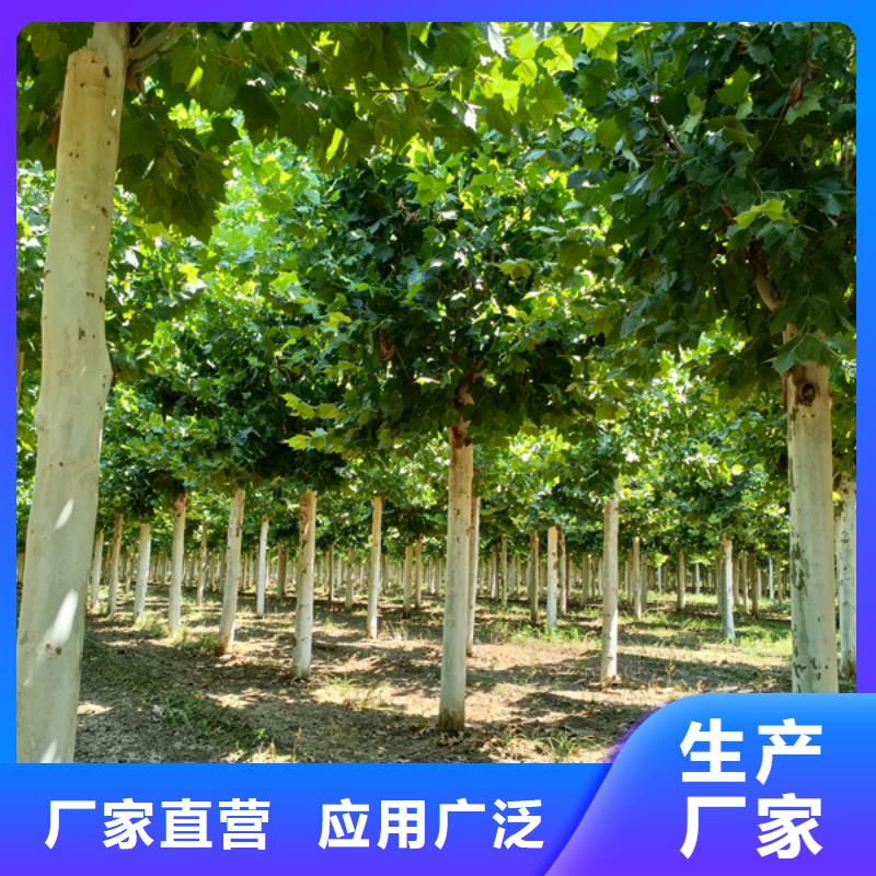 法桐种植基地法桐同城经销商