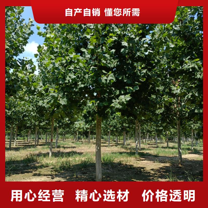 造型法桐质量保证法桐标准工艺
