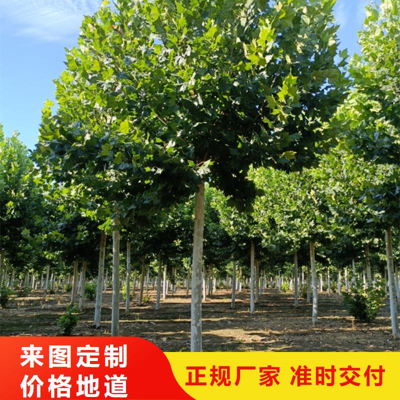 法桐种植基地法桐本地供应商