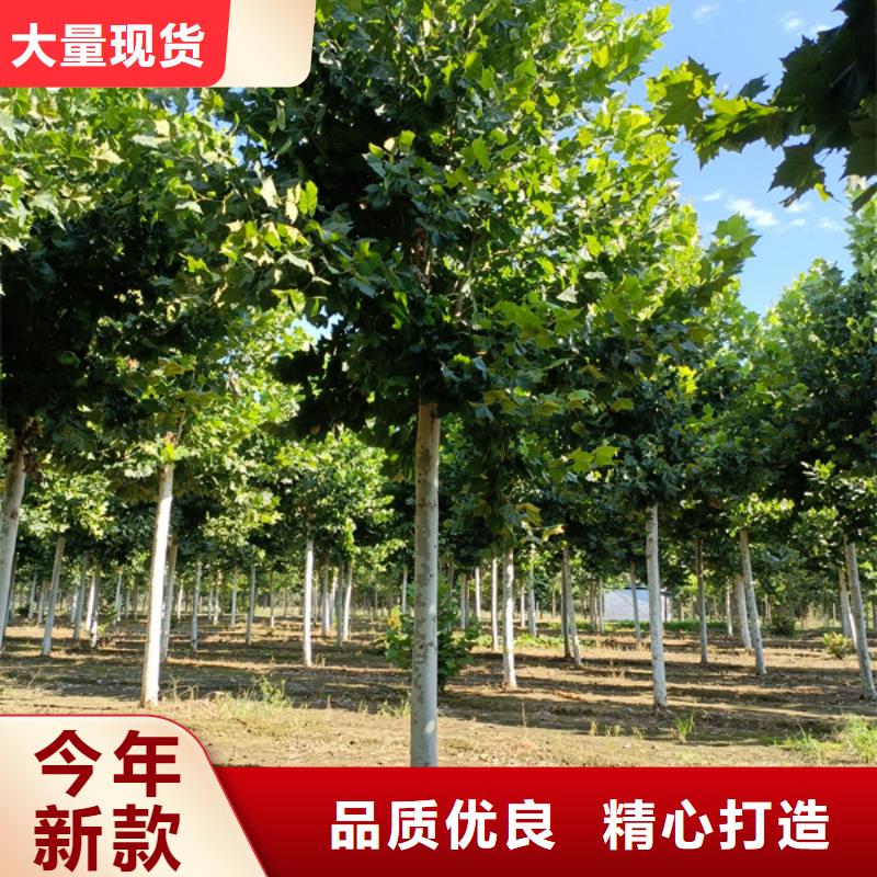 法桐小苗欢迎来电法桐货源直销