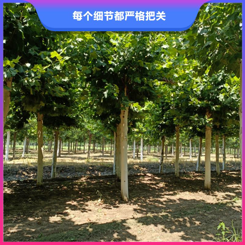 20公分法桐价格货源充足法桐严格把控每一处细节
