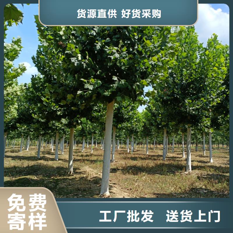 库存充足的法国梧桐批发商当地服务商