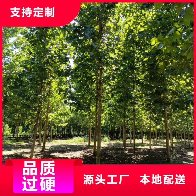 造型法桐现货直供法桐同城供应商
