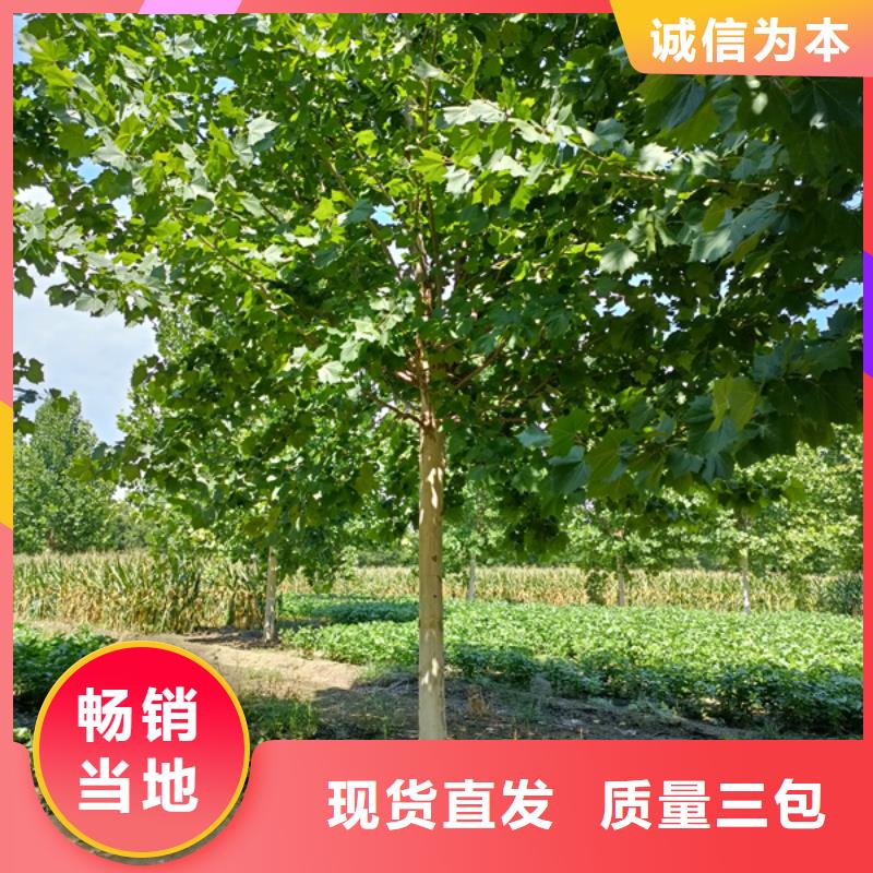 支持定制的造型法桐批发商就近发货