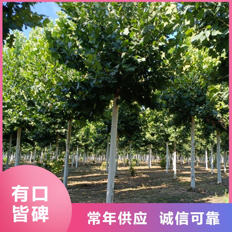 速生法桐有优惠当地货源