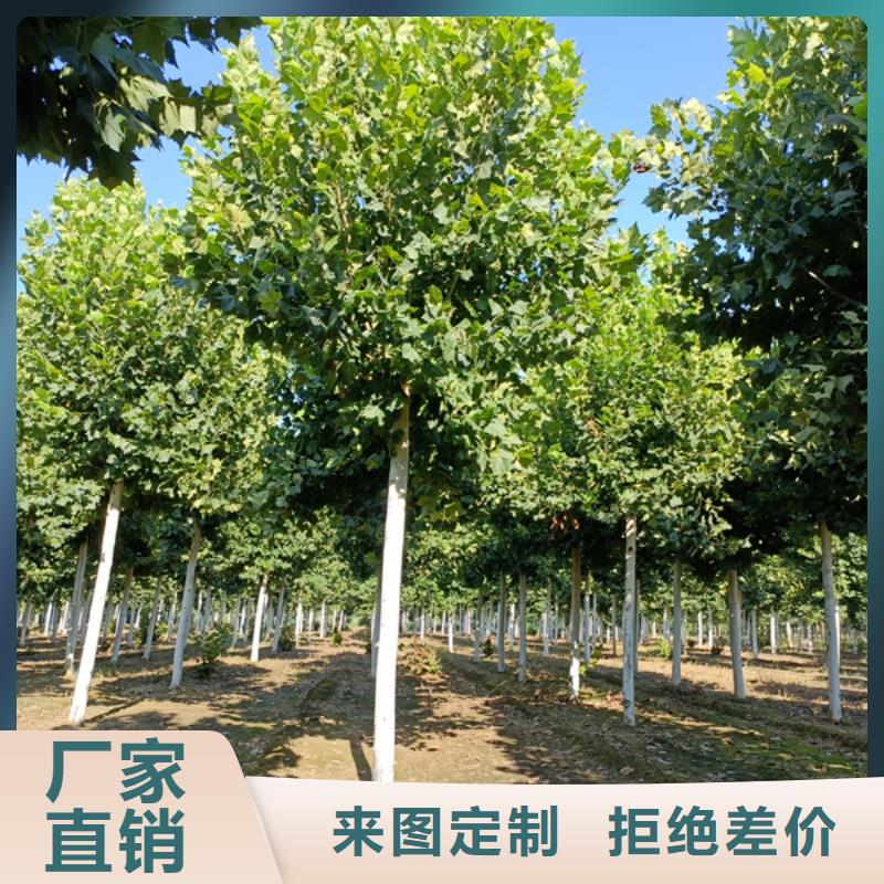 悬铃木种植基地法桐好产品价格低