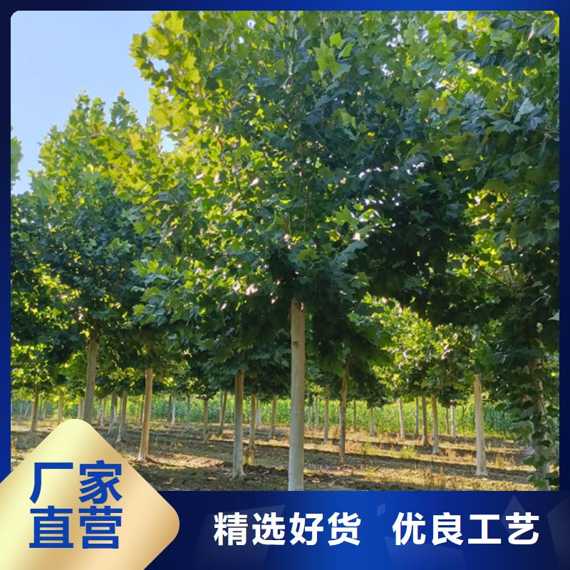 法桐基地销售公司-价格合理质优价廉
