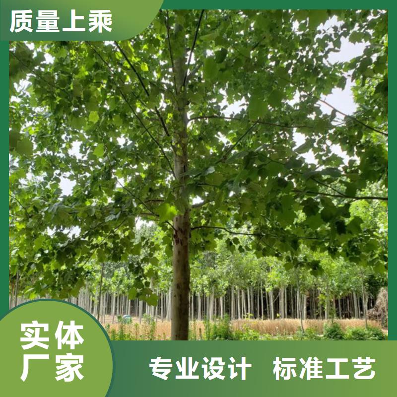 速生法桐厂家，价廉本地制造商