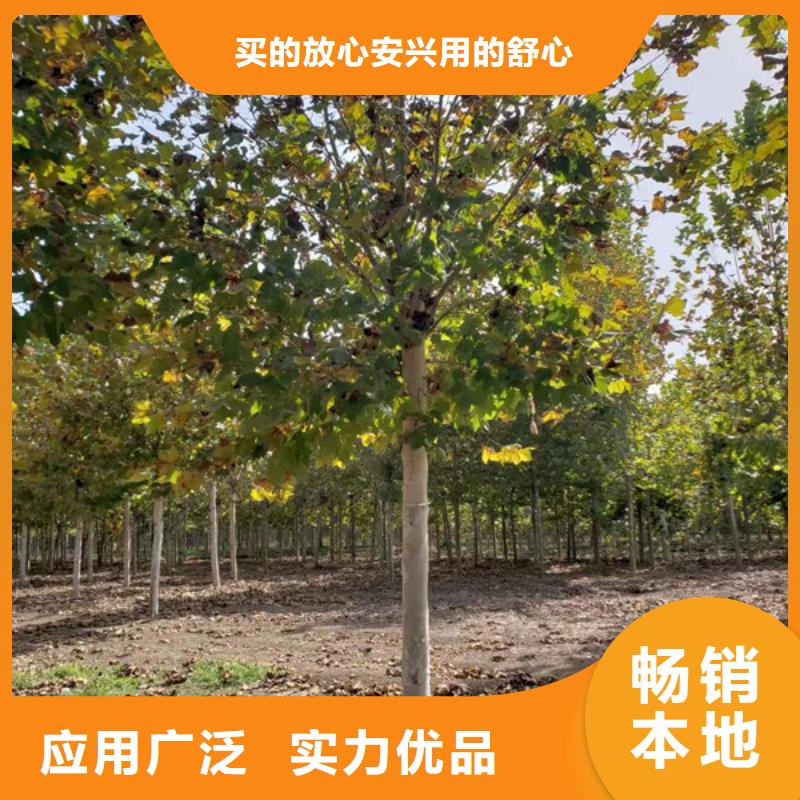 速生法桐质保一年同城制造商