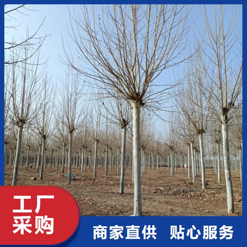 速生法桐哪家好实力工厂