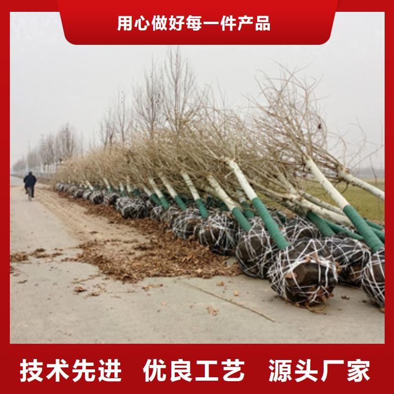 法桐行情厂家-合作共赢今日新品