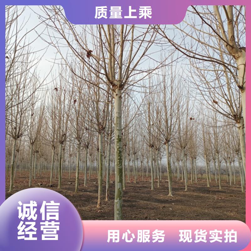 卖法桐的厂家本地厂家