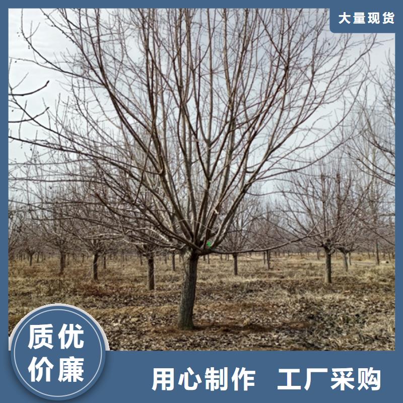 造型法桐货源充足绿化乔木种类齐全