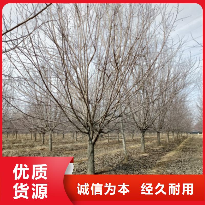 造型法桐承诺守信绿化苗木同城服务商