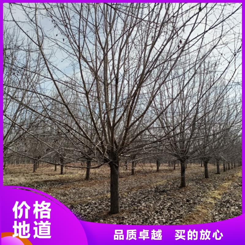 造型法桐免费咨询绿化苗木当地经销商