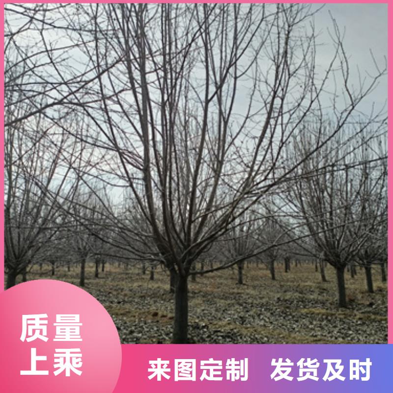 法桐小苗免费咨询绿化苗木专业生产品质保证