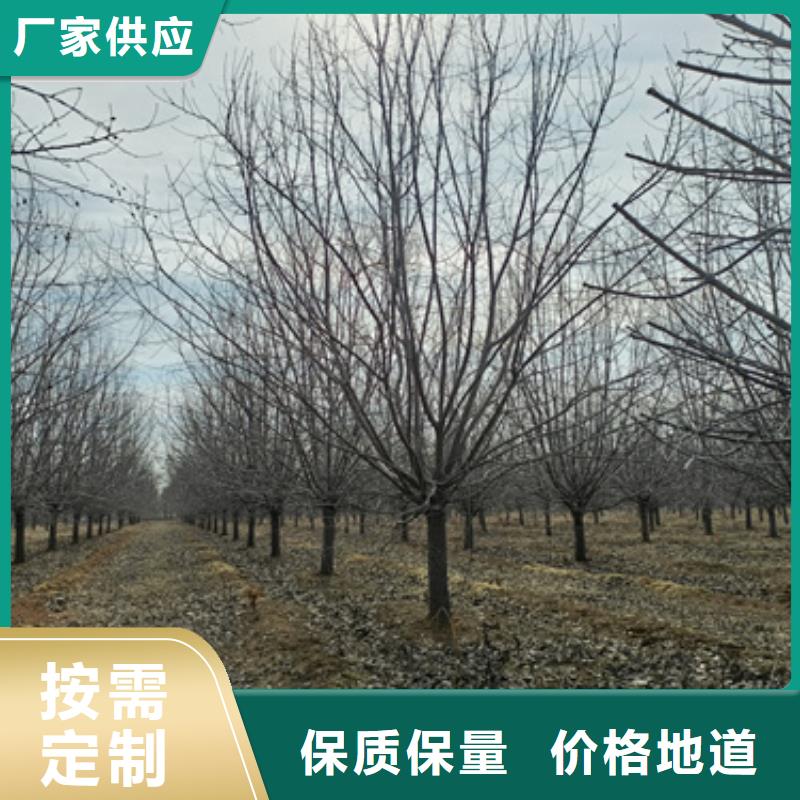 法桐小苗_多年制造经验当地制造商