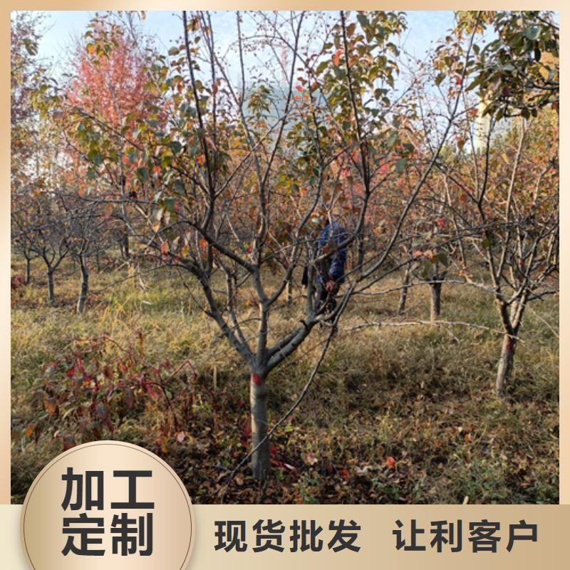 法桐定制加工好品质售后无忧