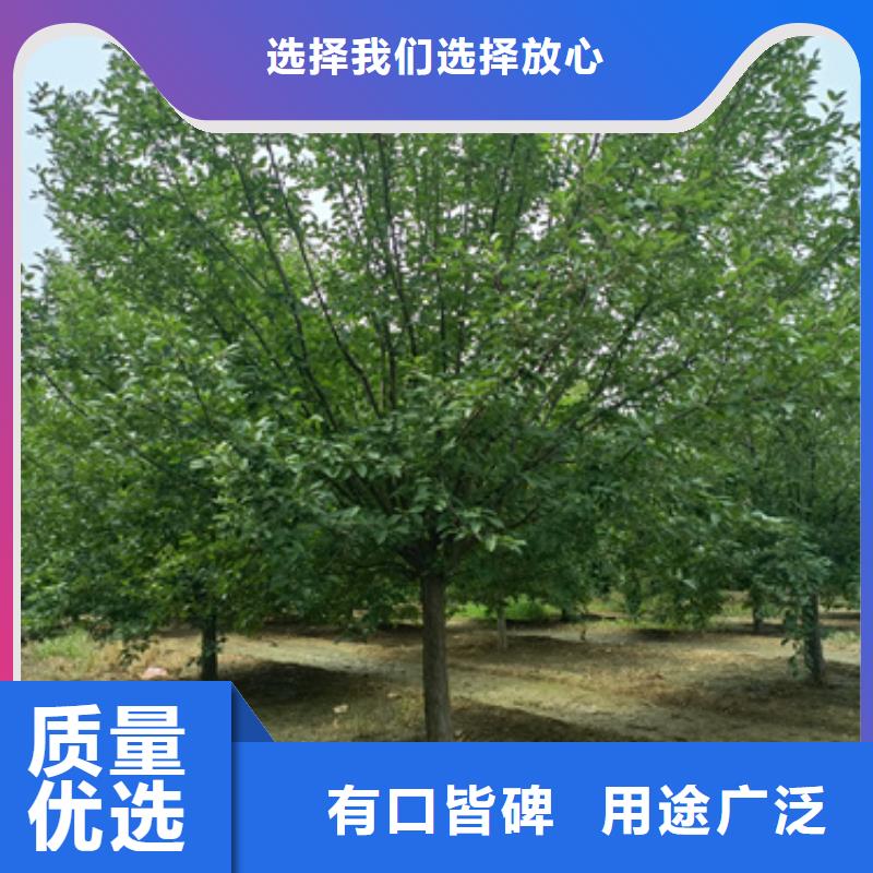 优质造型法桐的当地厂家同城公司