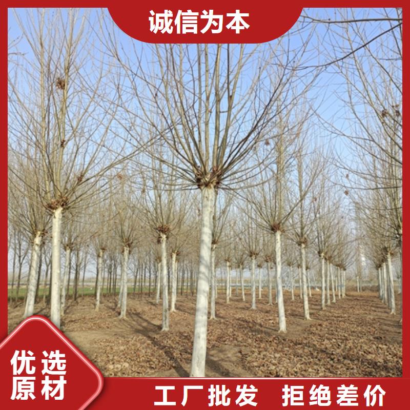 法桐行情送货上门货源充足