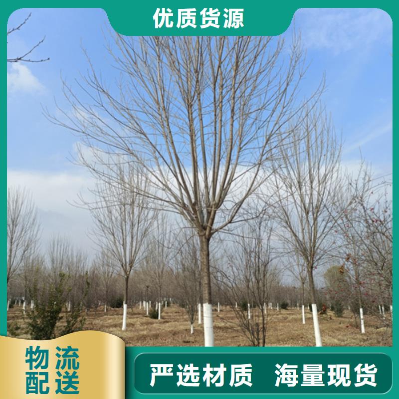 法桐小苗海量货源服务至上