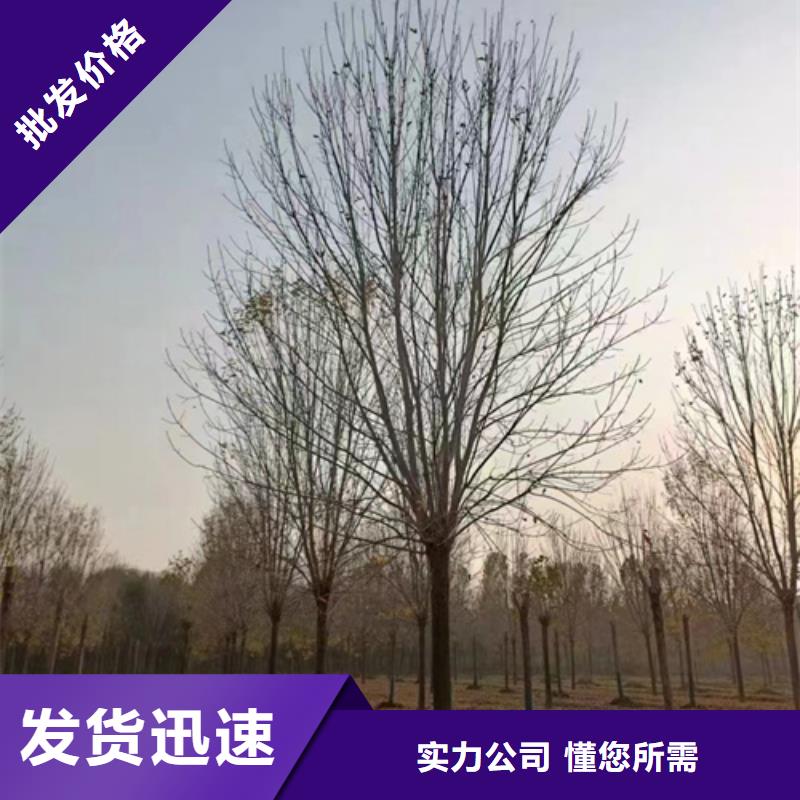 2025##速生法桐厂家##批发当地生产商