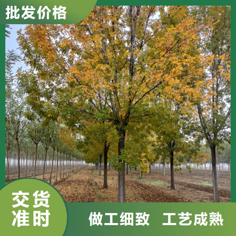 批发法桐价格实力厂家