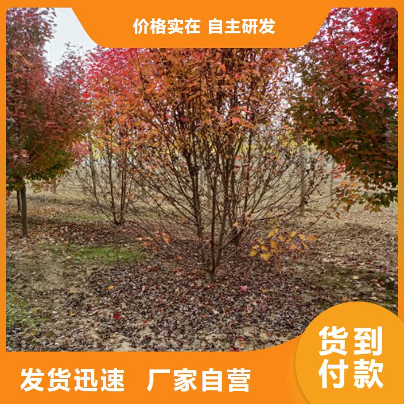 速生法桐业内好评细节展示