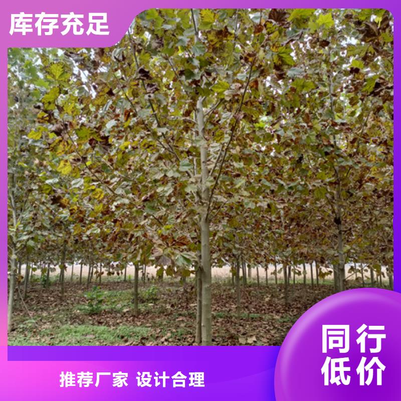 造型法桐物美价廉厂家放心选购