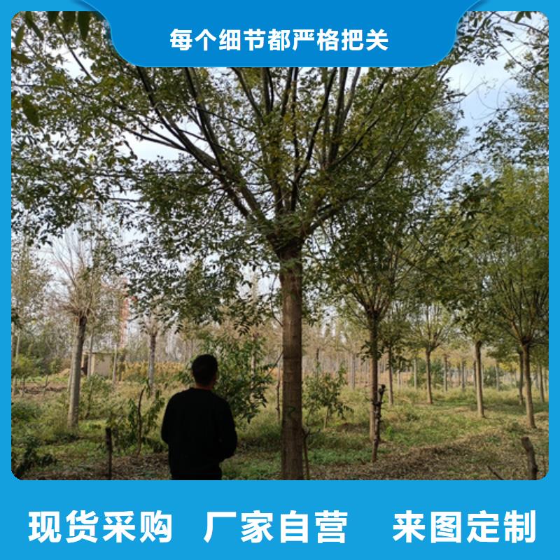 法桐行情畅销全国绿化乔木精工细致打造