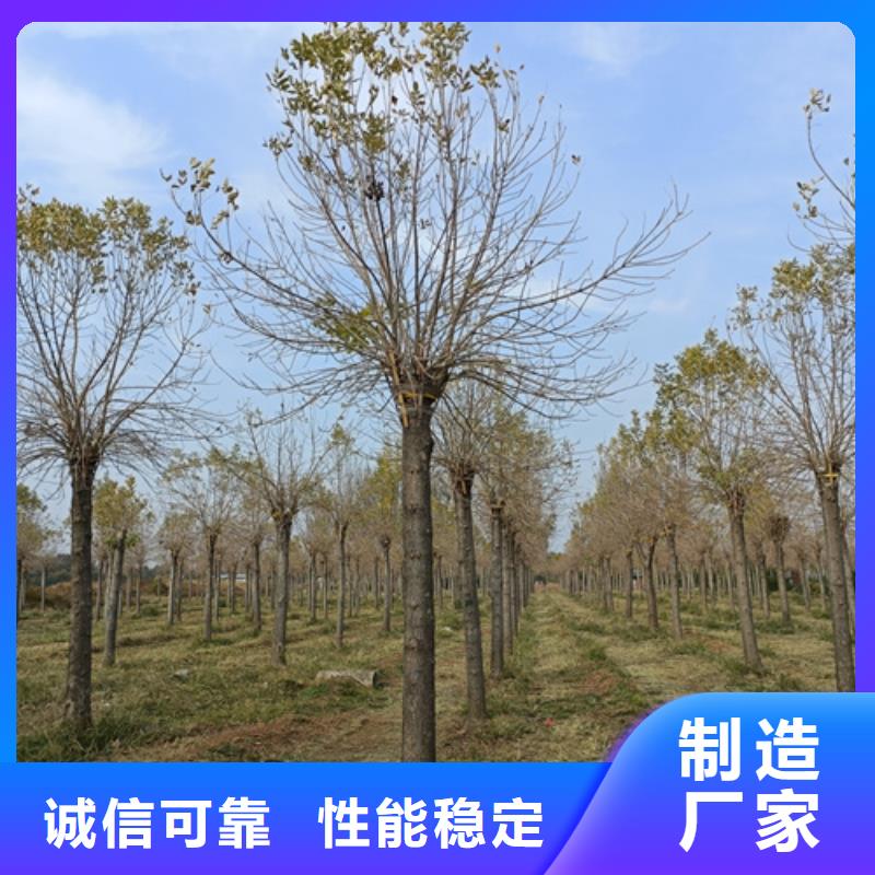 法桐适用范围广用心做品质