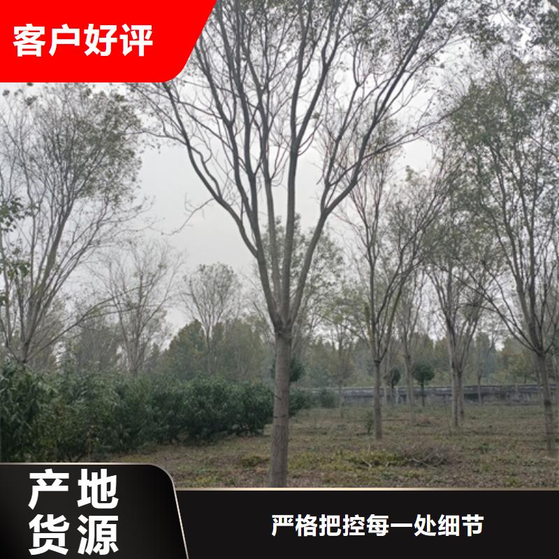 现货供应速生法桐_厂家同城品牌