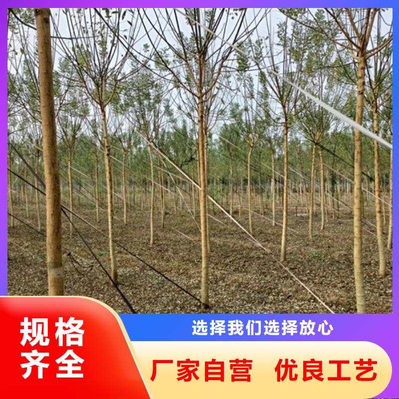 速生法桐规格库存充足_2025本地报价同城厂家