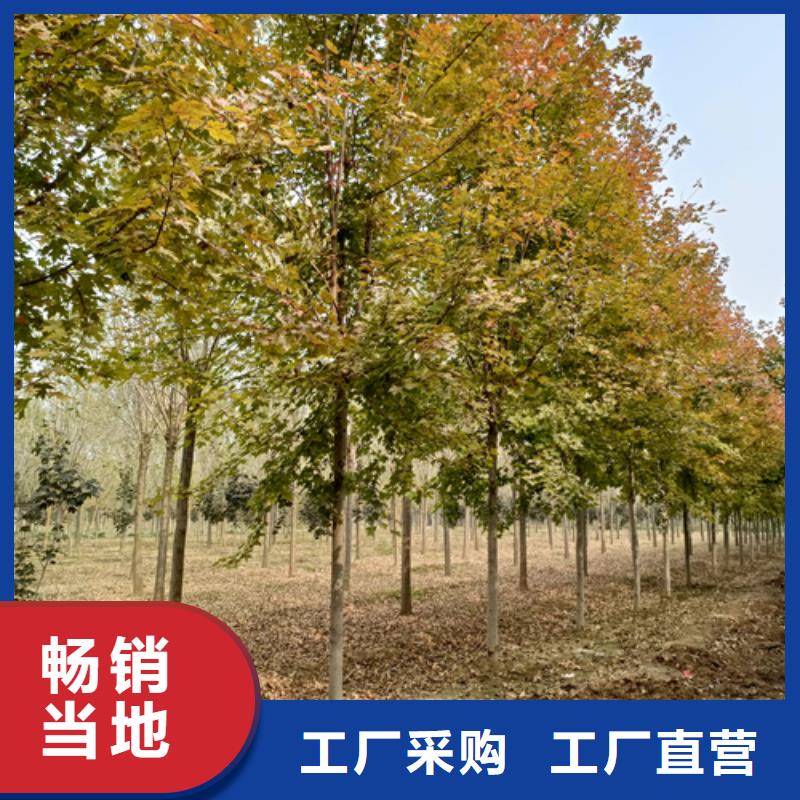 专业生产制造法桐行情公司当地生产厂家