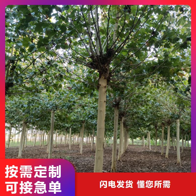 法桐高端定制甄选好物