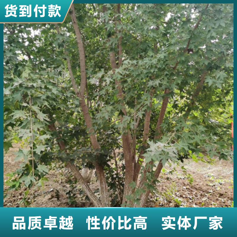 速生法桐实业厂家本地制造商