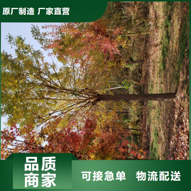 造型法桐单价生产经验丰富