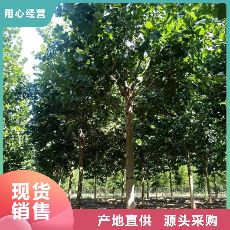 造型法桐、造型法桐直销厂家当地货源