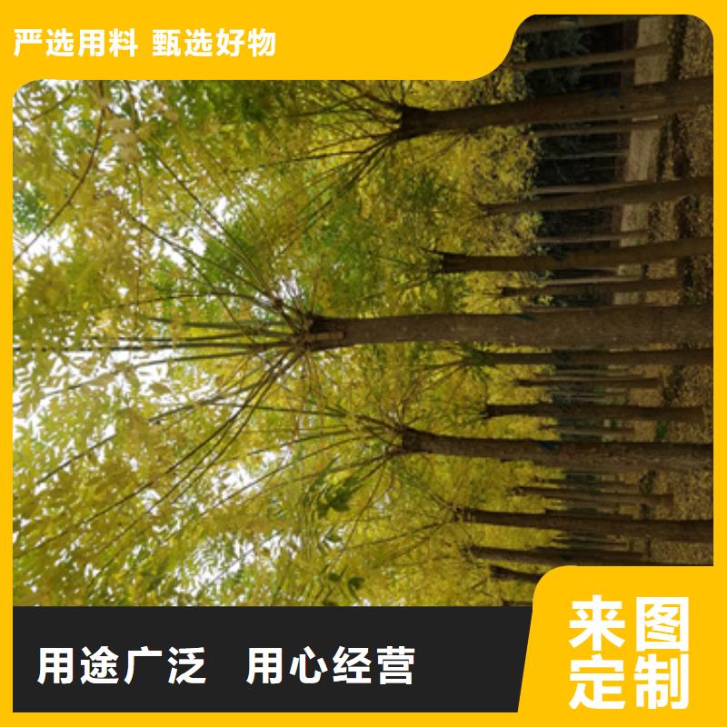 造型法桐、造型法桐厂家直销品质好才是硬道理