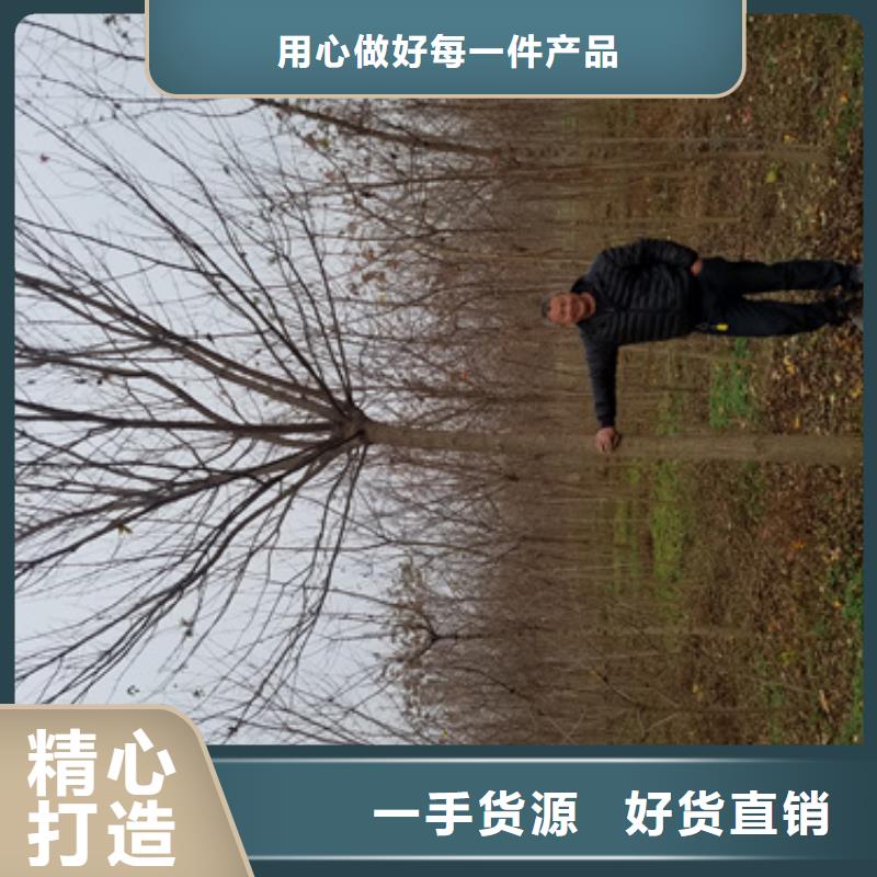 造型法桐放心选择绿化苗木本地公司