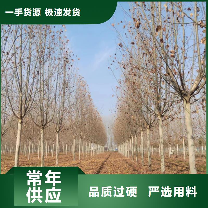 造型法桐专业供应商品质有保障
