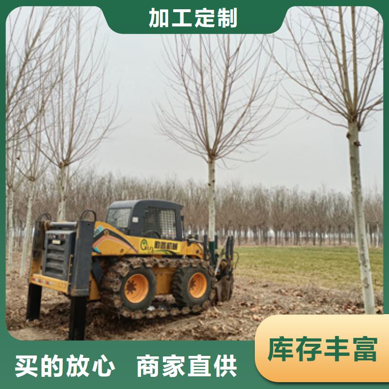 批发造型法桐价格厂家规格全